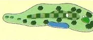 Legendary Oaks Hole 2 illustration