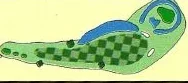 Legendary Oaks Hole 6 illustration